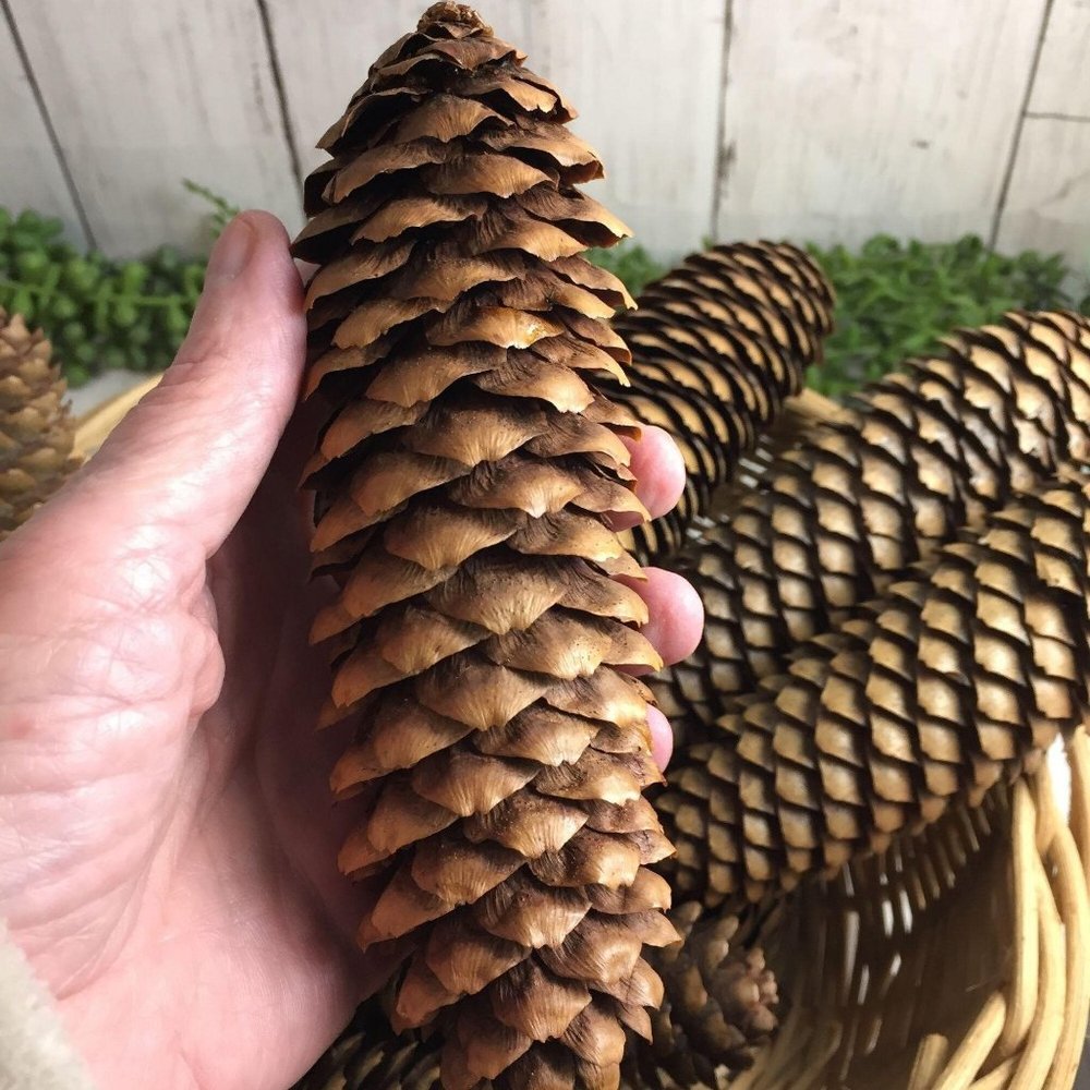 10 BIG – 5 6 7 inch Pine Cones Washed Cleaned Crafts Kids Ornaments Christmas - Picture 4 of 4